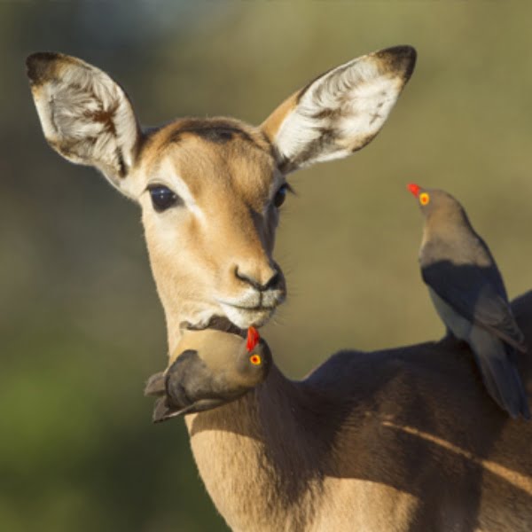 Mafikeng Game Reserve